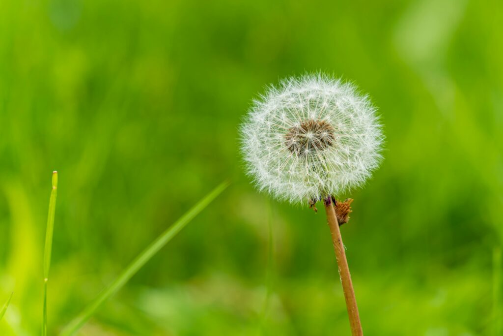 Macro shot of a dandelion seed head against a vibrant green background.